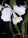 Cattleya schroederae 